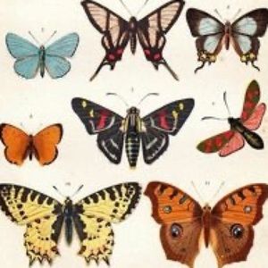 Meet your Posher, Royce